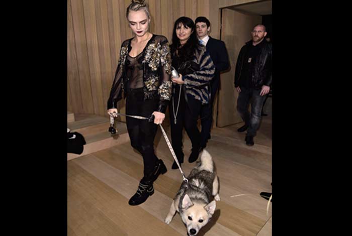 cara delavigne Dog