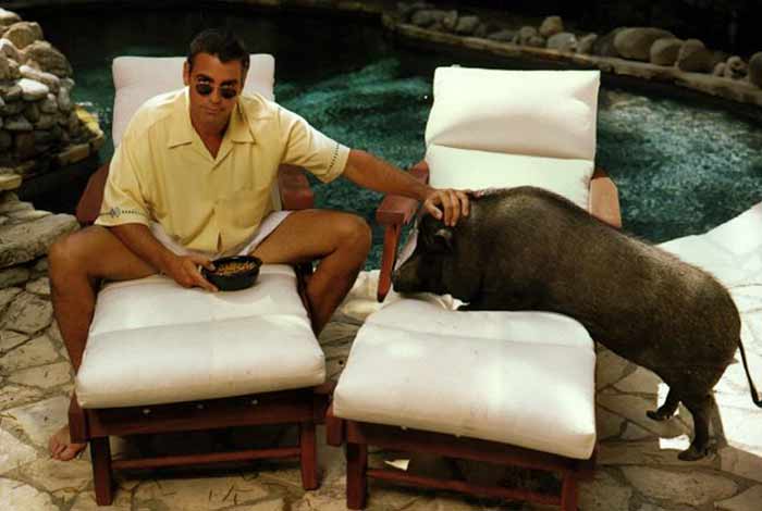 george clooney pig