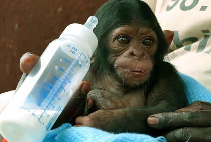 kim kardashian chimpanzee
