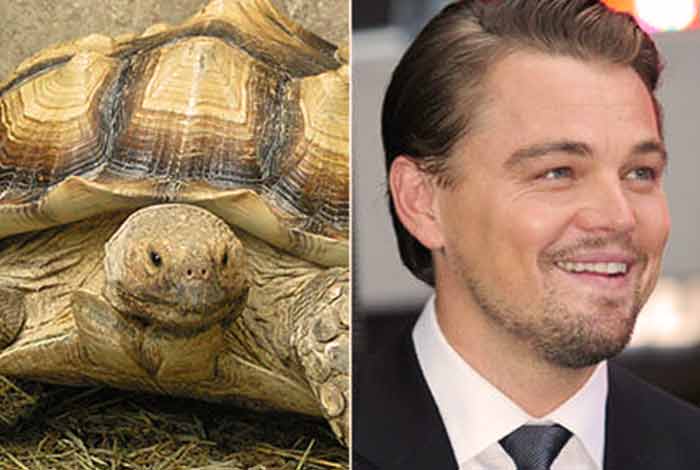 leonardo di caprio turtles