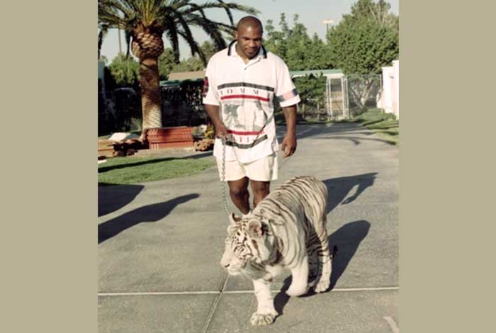 mike tyson tigers