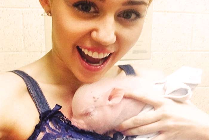 miley cyrus Pig