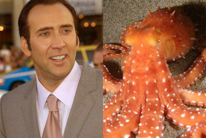 nicolas cage octopu