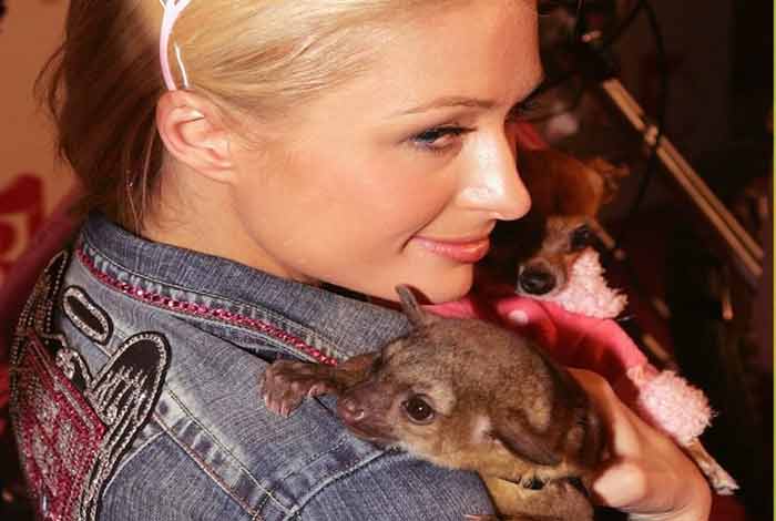 paris hilton kinkajou