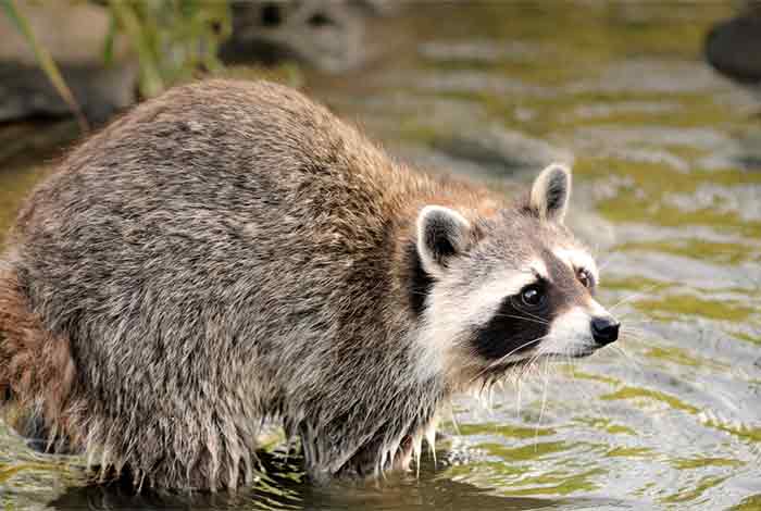 steven tyler raccoon